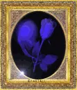 Blue rose