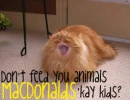 Fat Cat