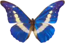 mariposita azul