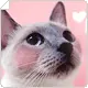 cute cat
