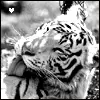 White Tiger