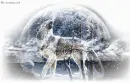 Wolf in the snow