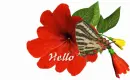 Hello