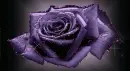 Big Rose