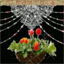 Flower in window