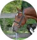 horse jumping