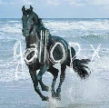 gallop
