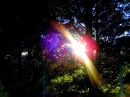 Tree Sun Flare