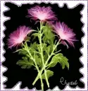 Neon Flowers