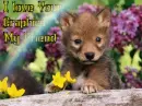 Wlof puppy -- I love Your Graphic