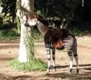okapi