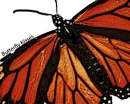 Butterfly Kisses