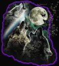 Wolf in the night