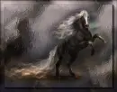 wild stallion