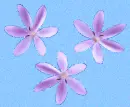Tree Flowers