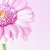 pink flower