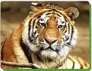 Smiling Tiger