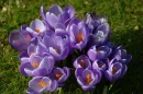 flowe