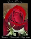 Red Rose