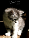 kitty!!!