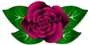 Pink Rose