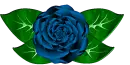 Blue Rose