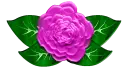Pink Rose