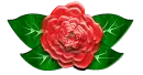 red Rose