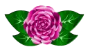 pink Rose