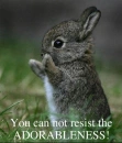 adorable bunny