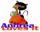 Cat and pumpkin- Andrea loves it