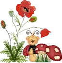 ladybug2