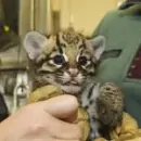 cutest cat in the world