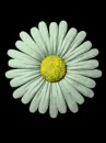flor blanca