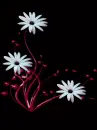 flores blancas con fondo negro