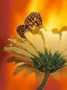 GIRASOL CON MARIPOSA