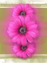 PINK FLOWERS