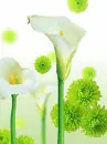 LIRIOS BLANCOS