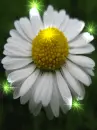 flor blanca