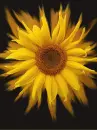 Sunflower Background 