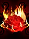 rose fire