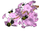 bees buzzing around blossoms