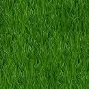 green grass wallpaper