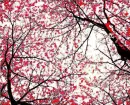 Cherry Blossoms