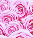 Pink Roses