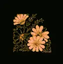 Orange flowers