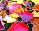 Autum Leaves