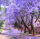 Purple Blossoms