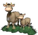 cow and calf