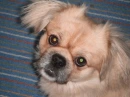 My dog 